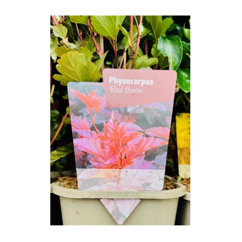 Physocarpus ‘Red Baron’